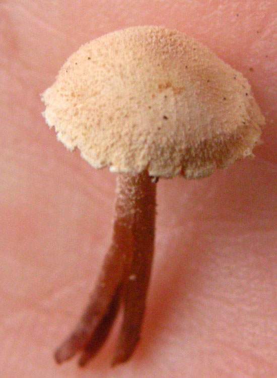 Psathyrella pennata?